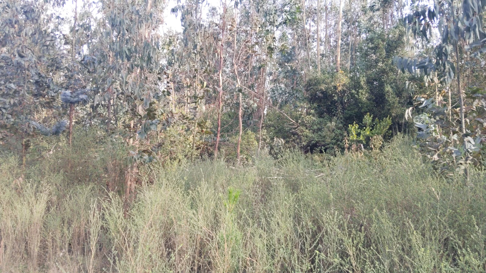 4 hectáreas planas en San José, Cobquecura, frente a escuela