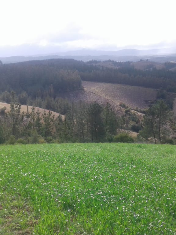 Predio agrícola en Camino La Quebrada, Quirihue